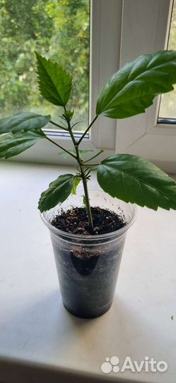 Гибискус красный махровый