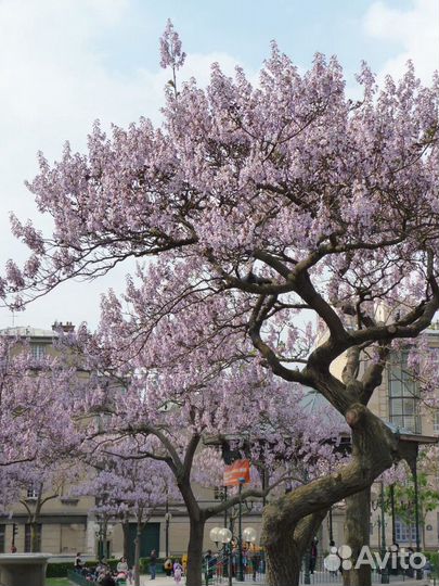 Декоративное дерево павловния павлония медонос