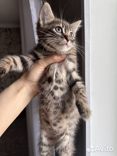 Котята