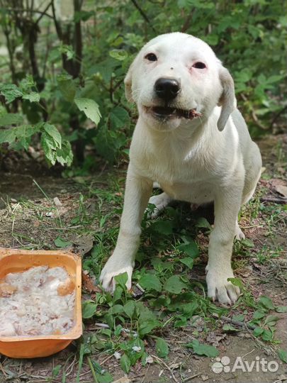 Щенок в добрые руки бесплатно собака