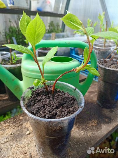 Лимонник китайский. Лиана