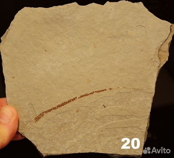 Разные рыбы (карбон/миоцен), кости плейстоц. рыб