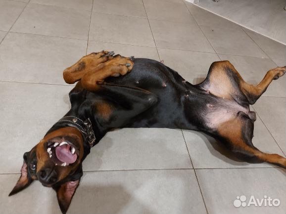 Передержка животных, зооняня