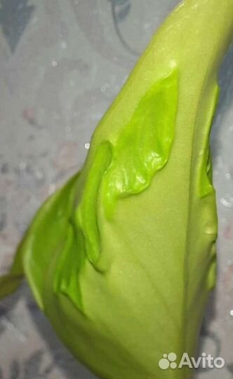 Эпипремнум