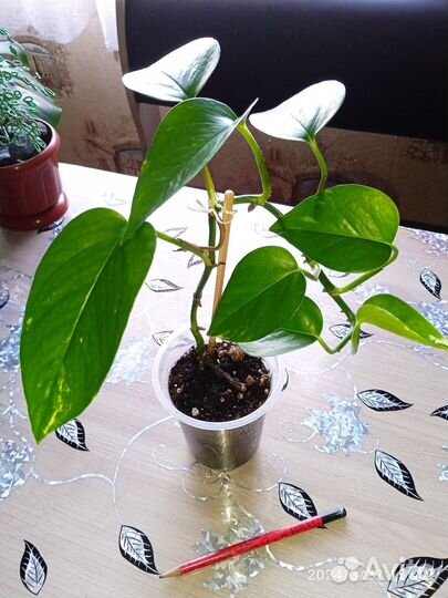 Цветы комнатные