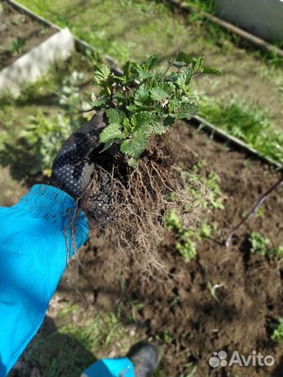 Мелисса рассада