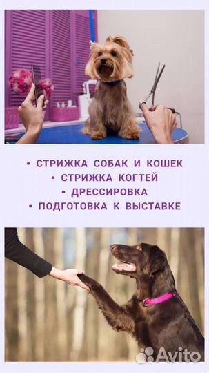 Грумер кошек, собак