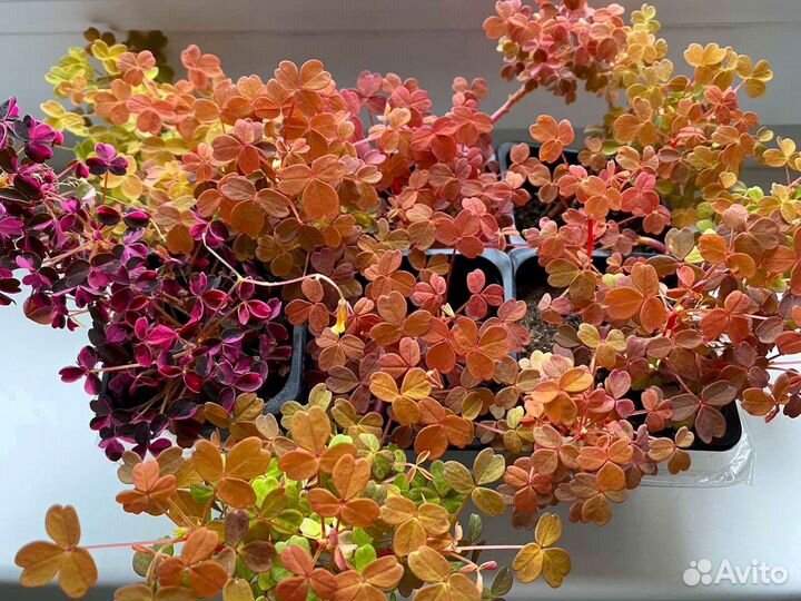 Оксалис вулканический Plum Crazy, Sunset velvet