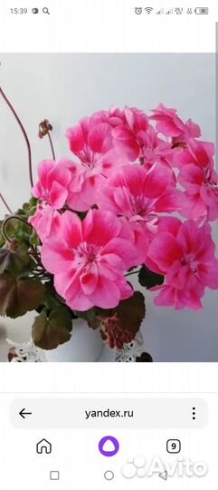 Пеларгония герань