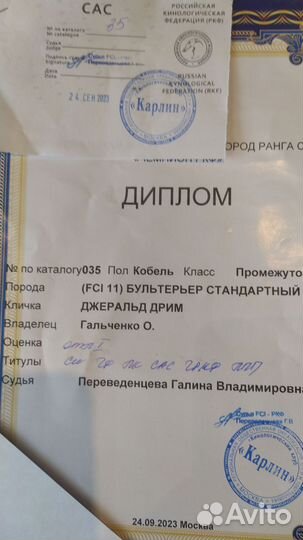 Кобель для вязки Бультерьер стандартный