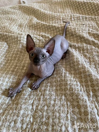 Канадский сфинкс