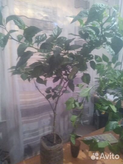 Суперперцы Каролина Рипер Carolina Reaper cross #3