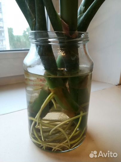 Диффенбахия