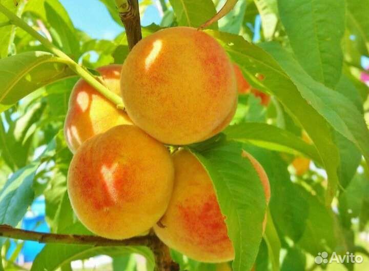 Саженцы плодовых деревьев