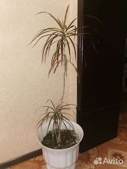 Цветок Драцена