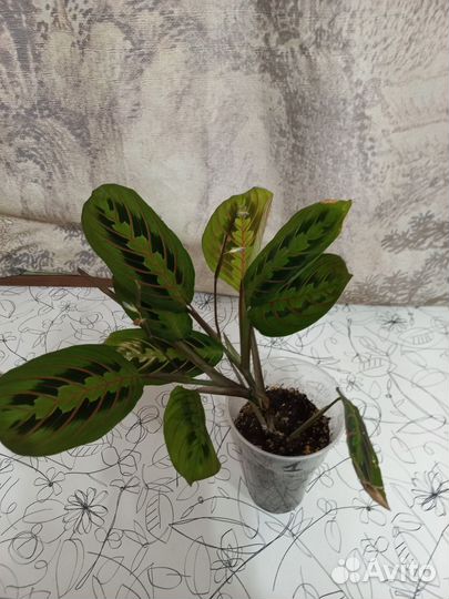 Маранта триколор