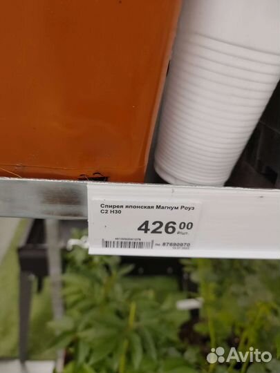 Спирея японская садовая