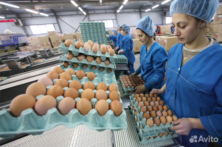 Вахта 15,20,30,45 Упаковщик Яйцо с Питанием