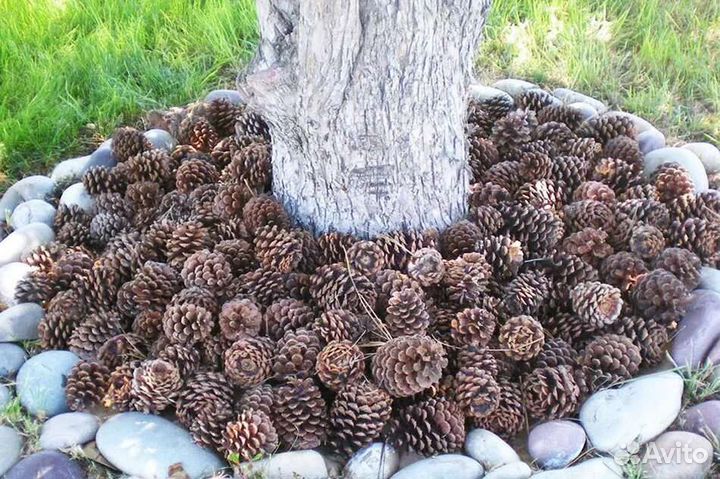 Шишки сосновые