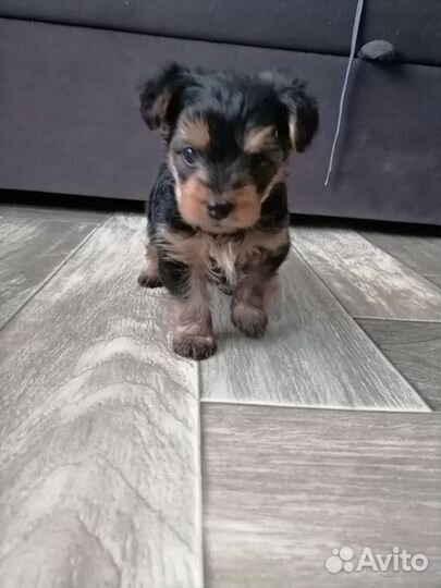 Йоркширский терьер