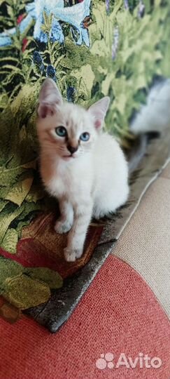 Предлагаю котят