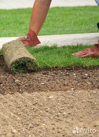 Газонная трава