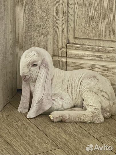 Гулаби 100 процентные малыши и взрослые