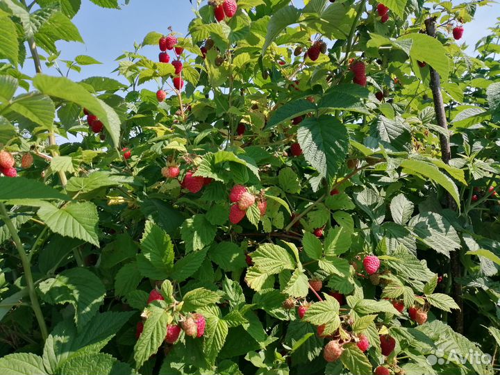 Ягоды и Саженцы малины, саженцы жёлтой сливы