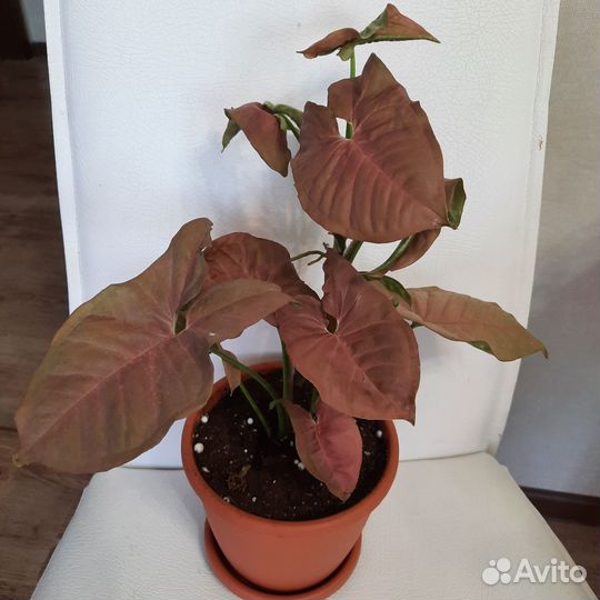 Сингониумы сортовые