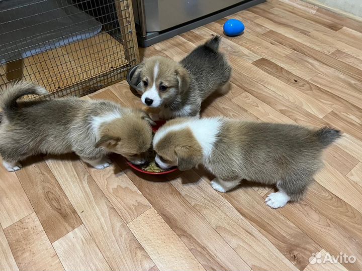 Щенки корги