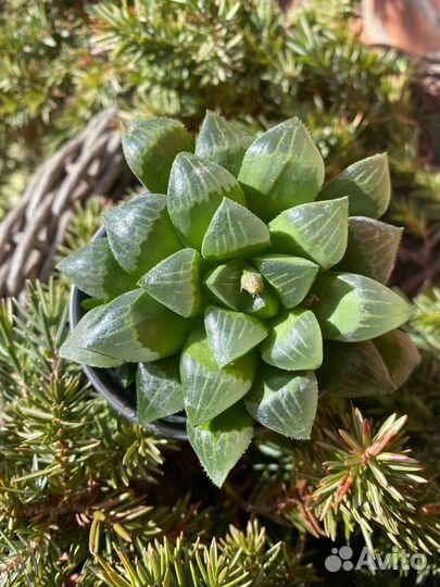 Хавортия mutica