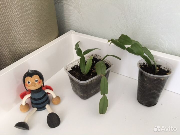 Декабрист шлюмбергера