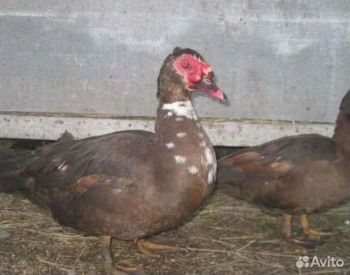 Индоутки и селезни