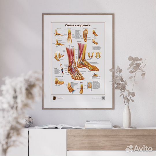 Плакат «Стопы и лодыжки» А1