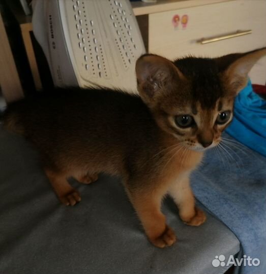 Абиссинские котята