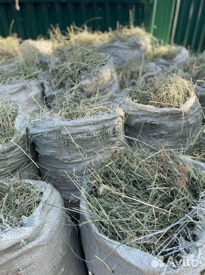 Сено свежий сбор в мешках