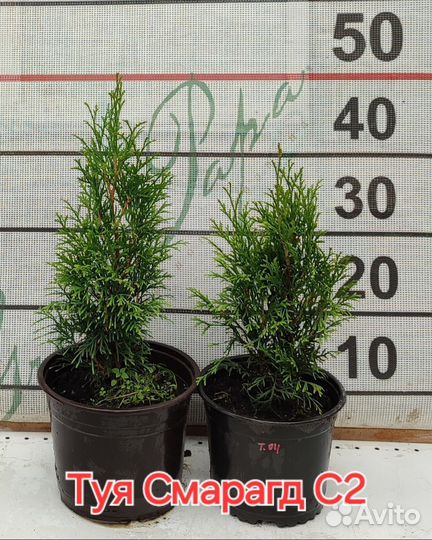 Саженцы хвойников на новый год в горшках