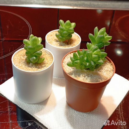 Хавортия купера