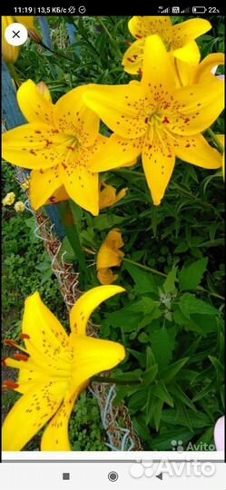 Лилии луковицы,жёлтые