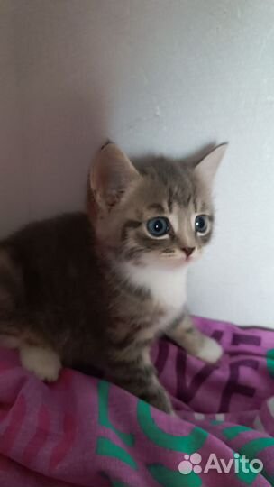Котята Полубриташки