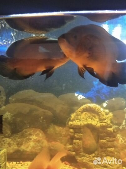 Астронотус