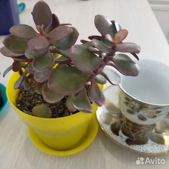 Толстянка крассула Карликовая и Овата вариегатная