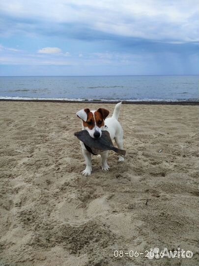 Джек Рассел терьер. Вязка