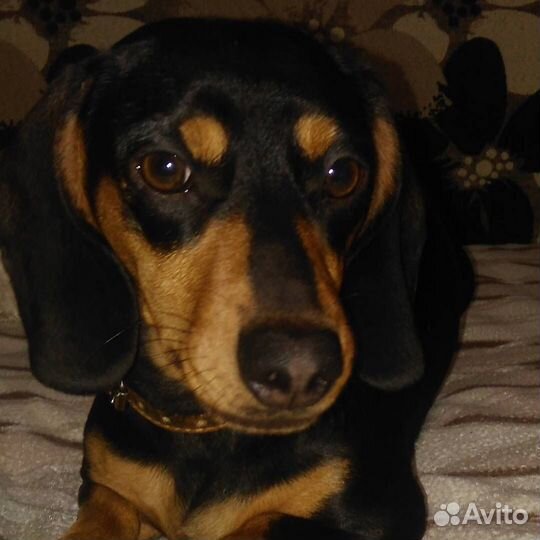 Щенки стандартной таксы