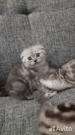 Шотландская вислоухая