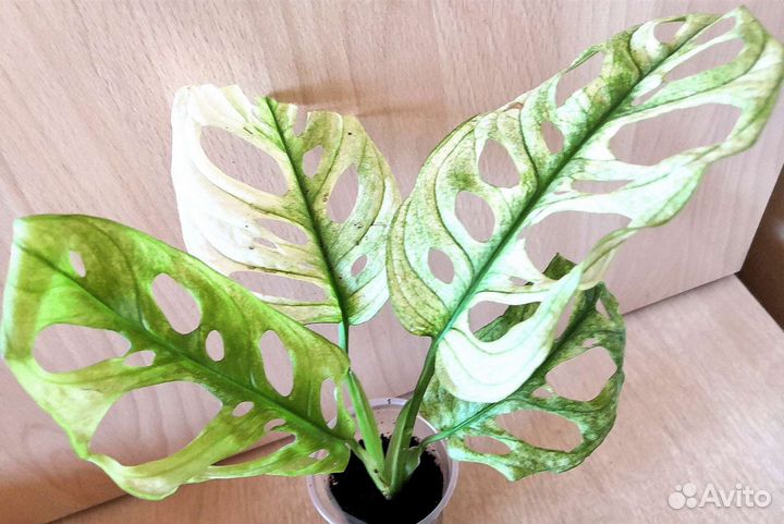 Монстера Archipelago ghost