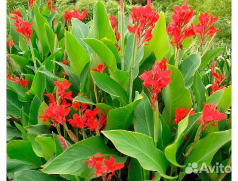 Канны красные