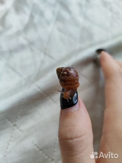 Улитки ахатины альбино