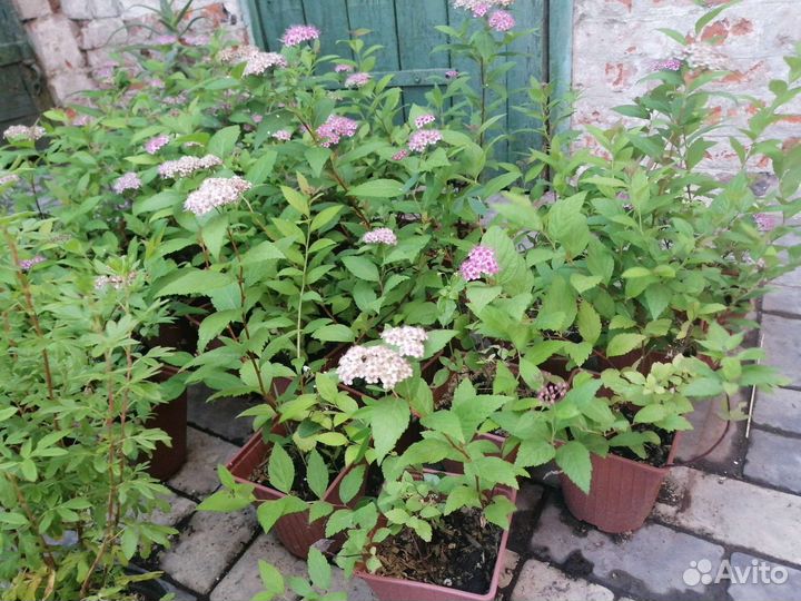 Сперия (Литл принцесс) саженцы