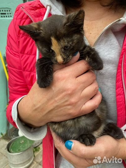 Рыжий мальчик и черная девочка ищут дом